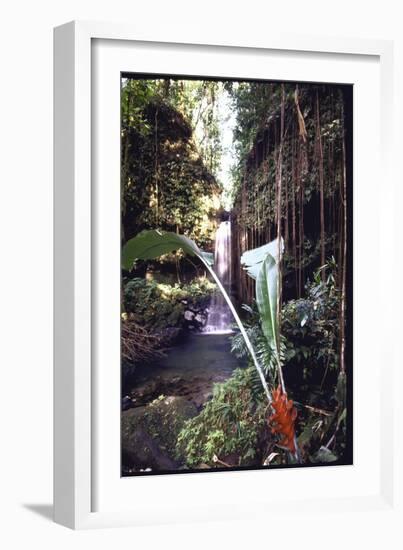 Hanging Liana Vines Frame Waterfall Tumbling Into Emerald Pool-John Dominis-Framed Photographic Print