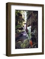 Hanging Liana Vines Frame Waterfall Tumbling Into Emerald Pool-John Dominis-Framed Photographic Print