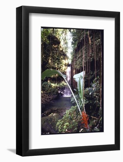 Hanging Liana Vines Frame Waterfall Tumbling Into Emerald Pool-John Dominis-Framed Photographic Print