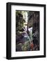 Hanging Liana Vines Frame Waterfall Tumbling Into Emerald Pool-John Dominis-Framed Photographic Print