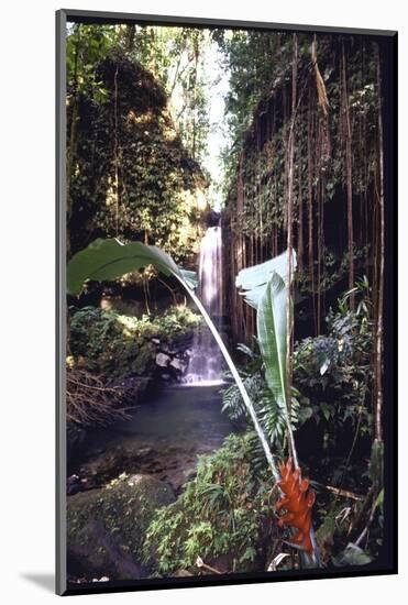 Hanging Liana Vines Frame Waterfall Tumbling Into Emerald Pool-John Dominis-Mounted Photographic Print