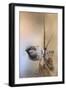 Hanging on Sparrow-Jai Johnson-Framed Giclee Print