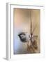 Hanging on Sparrow-Jai Johnson-Framed Giclee Print