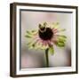 Hanging On V-null-Framed Photographic Print