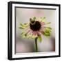 Hanging On V-null-Framed Photographic Print