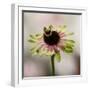 Hanging On V-null-Framed Photographic Print