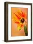 Hanging On VI-null-Framed Photographic Print