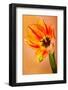 Hanging On VI-null-Framed Photographic Print