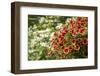 Hanging planters of Calibrachoa, or Million Bells or Trailing Petunia.-Janet Horton-Framed Photographic Print