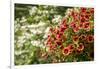 Hanging planters of Calibrachoa, or Million Bells or Trailing Petunia.-Janet Horton-Framed Photographic Print