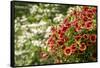 Hanging planters of Calibrachoa, or Million Bells or Trailing Petunia.-Janet Horton-Framed Stretched Canvas