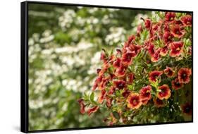 Hanging planters of Calibrachoa, or Million Bells or Trailing Petunia.-Janet Horton-Framed Stretched Canvas