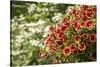 Hanging planters of Calibrachoa, or Million Bells or Trailing Petunia.-Janet Horton-Stretched Canvas