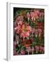 HANGING SPRING COLLAGE-Linda Arthurs-Framed Giclee Print