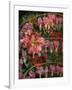 HANGING SPRING COLLAGE-Linda Arthurs-Framed Giclee Print