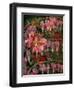 HANGING SPRING COLLAGE-Linda Arthurs-Framed Giclee Print