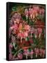 HANGING SPRING COLLAGE-Linda Arthurs-Framed Stretched Canvas