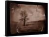 Hanging Tree-Jack Germsheld-Framed Stretched Canvas