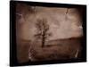 Hanging Tree-Jack Germsheld-Stretched Canvas