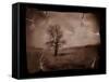 Hanging Tree-Jack Germsheld-Framed Stretched Canvas