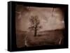 Hanging Tree-Jack Germsheld-Framed Stretched Canvas