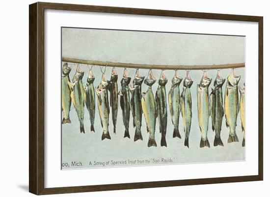 Hanging Trout, Soo Rapids, Michigan-null-Framed Art Print