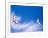 Hangliders, Rio De Janeiro, Brazil-Tom Haseltine-Framed Photographic Print