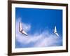 Hangliders, Rio De Janeiro, Brazil-Tom Haseltine-Framed Photographic Print