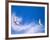 Hangliders, Rio De Janeiro, Brazil-Tom Haseltine-Framed Photographic Print