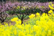 Pink Peach Flowers with Yellow Oilseed Rape Blossom.-hanhanpeggy-Photographic Print