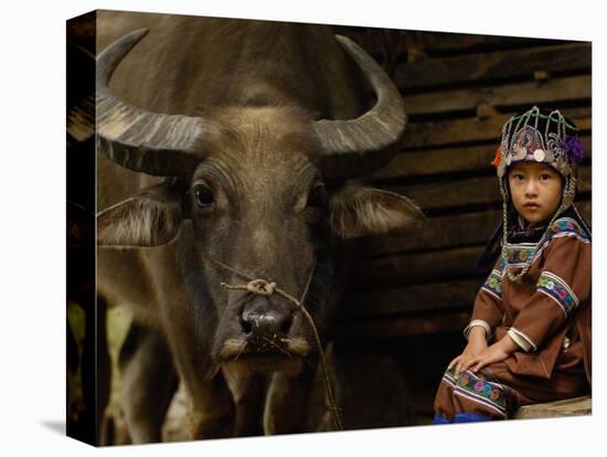 Hani Child and Water Buffalo for Ploughing Rice Paddies, Yuanyang, Honghe Prefecture, China-Pete Oxford-Stretched Canvas