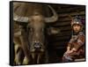 Hani Child and Water Buffalo for Ploughing Rice Paddies, Yuanyang, Honghe Prefecture, China-Pete Oxford-Framed Stretched Canvas