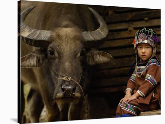 Hani Child and Water Buffalo for Ploughing Rice Paddies, Yuanyang, Honghe Prefecture, China-Pete Oxford-Stretched Canvas
