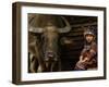 Hani Child and Water Buffalo for Ploughing Rice Paddies, Yuanyang, Honghe Prefecture, China-Pete Oxford-Framed Premium Photographic Print