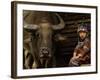 Hani Child and Water Buffalo for Ploughing Rice Paddies, Yuanyang, Honghe Prefecture, China-Pete Oxford-Framed Photographic Print