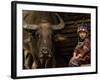 Hani Child and Water Buffalo for Ploughing Rice Paddies, Yuanyang, Honghe Prefecture, China-Pete Oxford-Framed Photographic Print