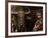 Hani Child and Water Buffalo for Ploughing Rice Paddies, Yuanyang, Honghe Prefecture, China-Pete Oxford-Framed Photographic Print