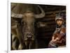 Hani Child and Water Buffalo for Ploughing Rice Paddies, Yuanyang, Honghe Prefecture, China-Pete Oxford-Framed Photographic Print