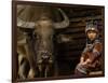 Hani Child and Water Buffalo for Ploughing Rice Paddies, Yuanyang, Honghe Prefecture, China-Pete Oxford-Framed Photographic Print