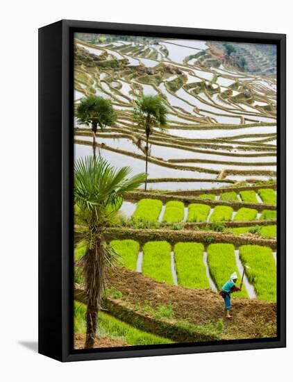 Hani Woman in Flooded Jiayin Terraces, Honghe County, Yunnan Province, China-Charles Crust-Framed Stretched Canvas