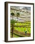 Hani Woman in Flooded Jiayin Terraces, Honghe County, Yunnan Province, China-Charles Crust-Framed Photographic Print