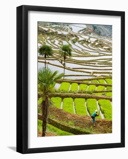 Hani Woman in Flooded Jiayin Terraces, Honghe County, Yunnan Province, China-Charles Crust-Framed Photographic Print