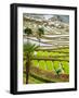 Hani Woman in Flooded Jiayin Terraces, Honghe County, Yunnan Province, China-Charles Crust-Framed Photographic Print