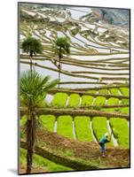 Hani Woman in Flooded Jiayin Terraces, Honghe County, Yunnan Province, China-Charles Crust-Mounted Photographic Print