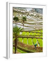Hani Woman in Flooded Jiayin Terraces, Honghe County, Yunnan Province, China-Charles Crust-Framed Photographic Print