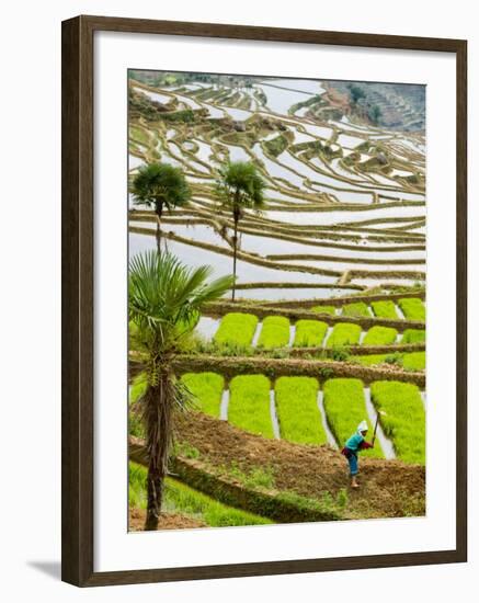 Hani Woman in Flooded Jiayin Terraces, Honghe County, Yunnan Province, China-Charles Crust-Framed Photographic Print