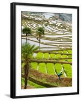 Hani Woman in Flooded Jiayin Terraces, Honghe County, Yunnan Province, China-Charles Crust-Framed Photographic Print