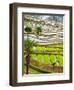 Hani Woman in Flooded Jiayin Terraces, Honghe County, Yunnan Province, China-Charles Crust-Framed Photographic Print