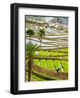 Hani Woman in Flooded Jiayin Terraces, Honghe County, Yunnan Province, China-Charles Crust-Framed Photographic Print