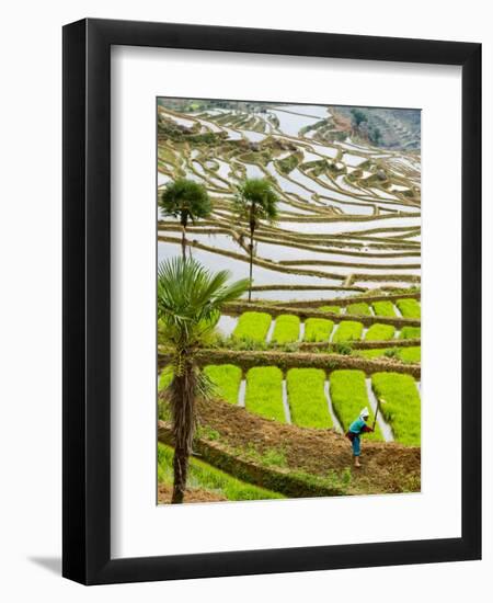 Hani Woman in Flooded Jiayin Terraces, Honghe County, Yunnan Province, China-Charles Crust-Framed Photographic Print